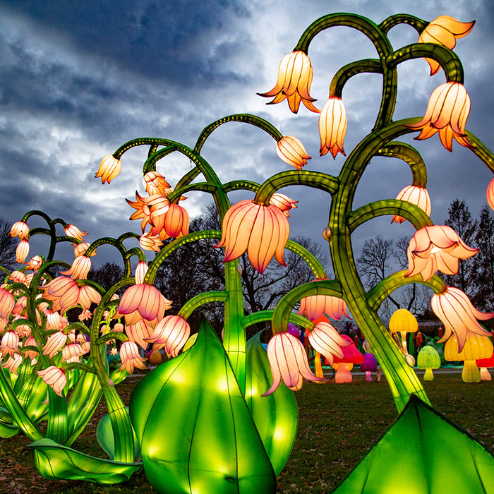 Flower Lanterns On Display