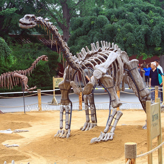Apatosaurus Fossils Replica