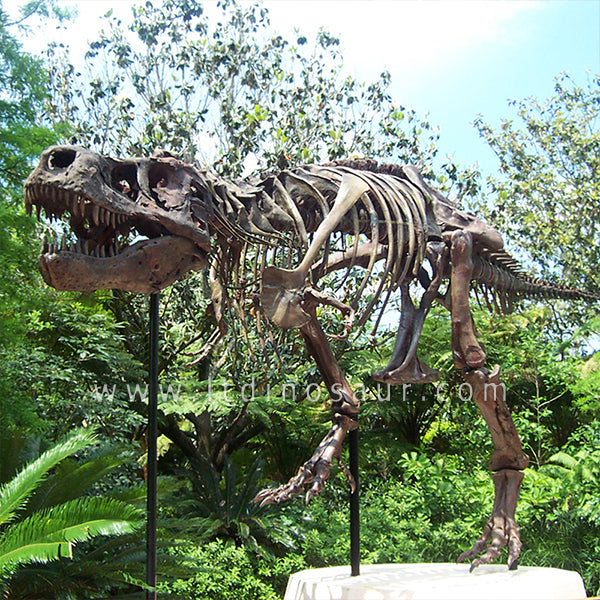 Museum Level T-rex Skeleton – Longtu Dinosaur Art