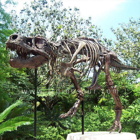 Museum Level T-rex Skeleton