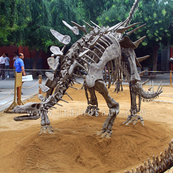 Stegosaurus Dinosaur Fossils