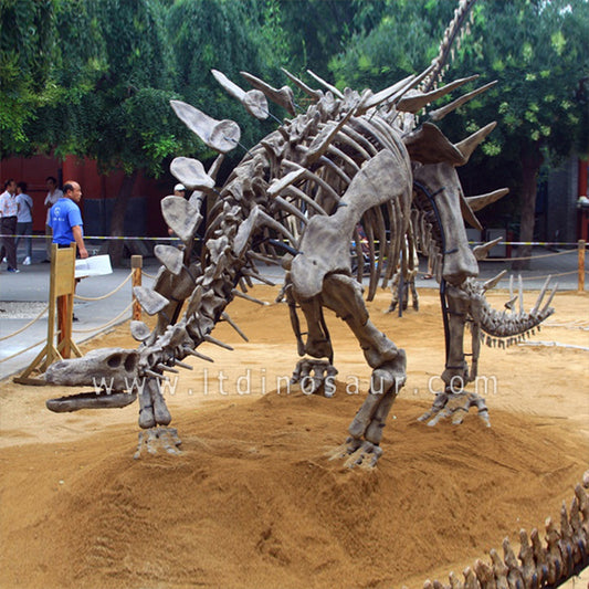 Stegosaurus Dinosaur Fossils